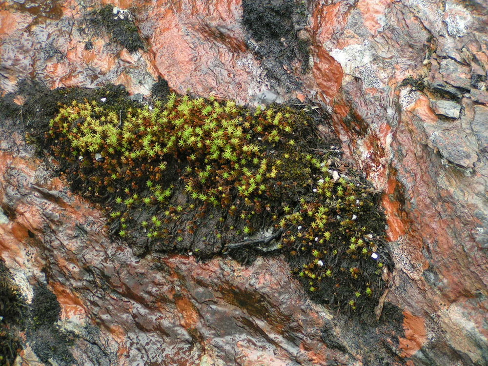 Fjellsteine in Norwegen 2