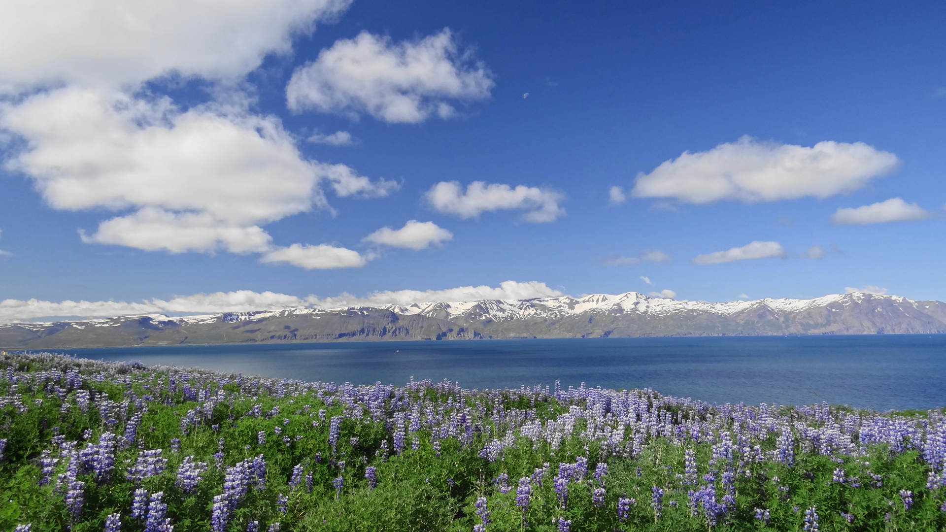 Fjord bei Husavik Island