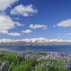 Fjord bei Husavik Island