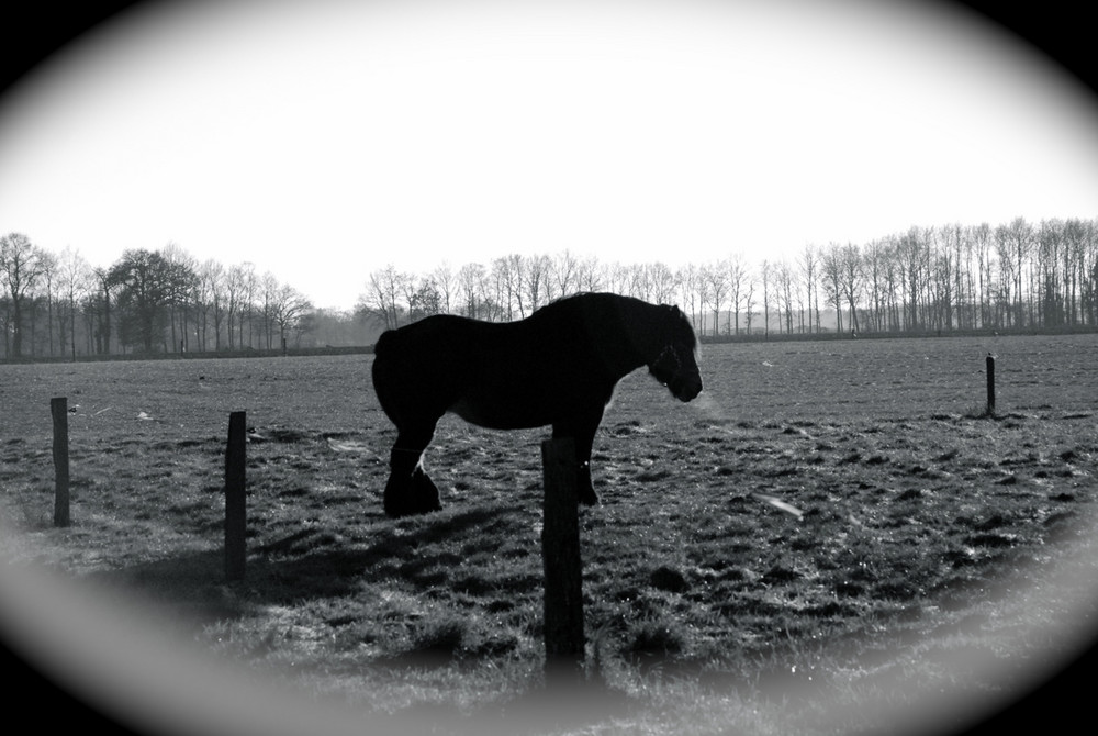 Fjord Horse in Holland