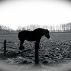 Fjord Horse in Holland