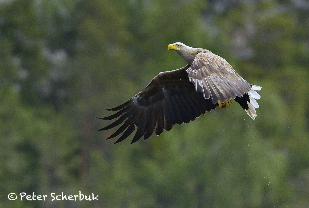 "Fjord"Adler...