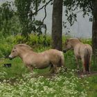Fjordland-Ponies