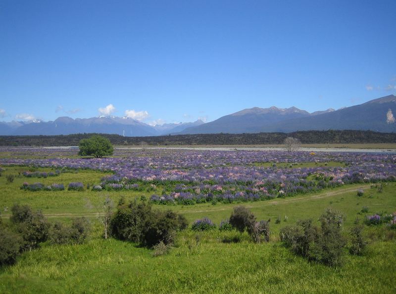 Fjordlands - Blumenmeer