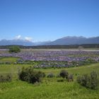 Fjordlands - Blumenmeer