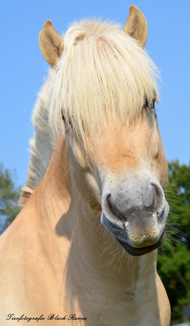 Fjordportrait