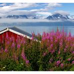 Fjordsommer 5- Lyngen