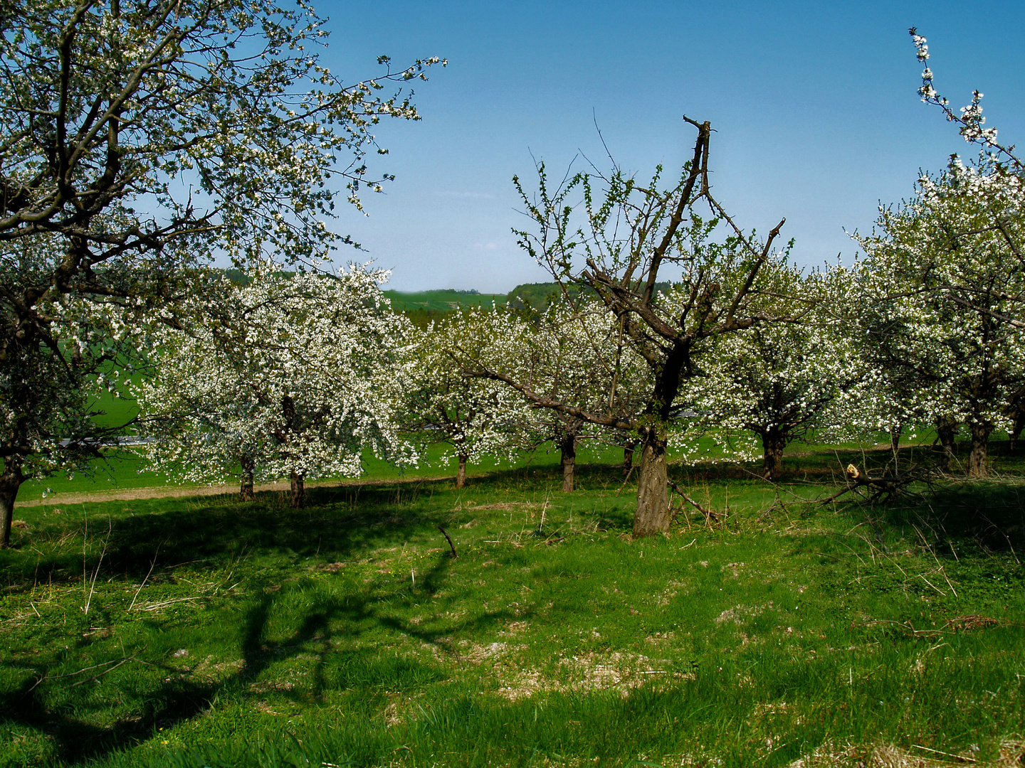 FKK in der obstplantage