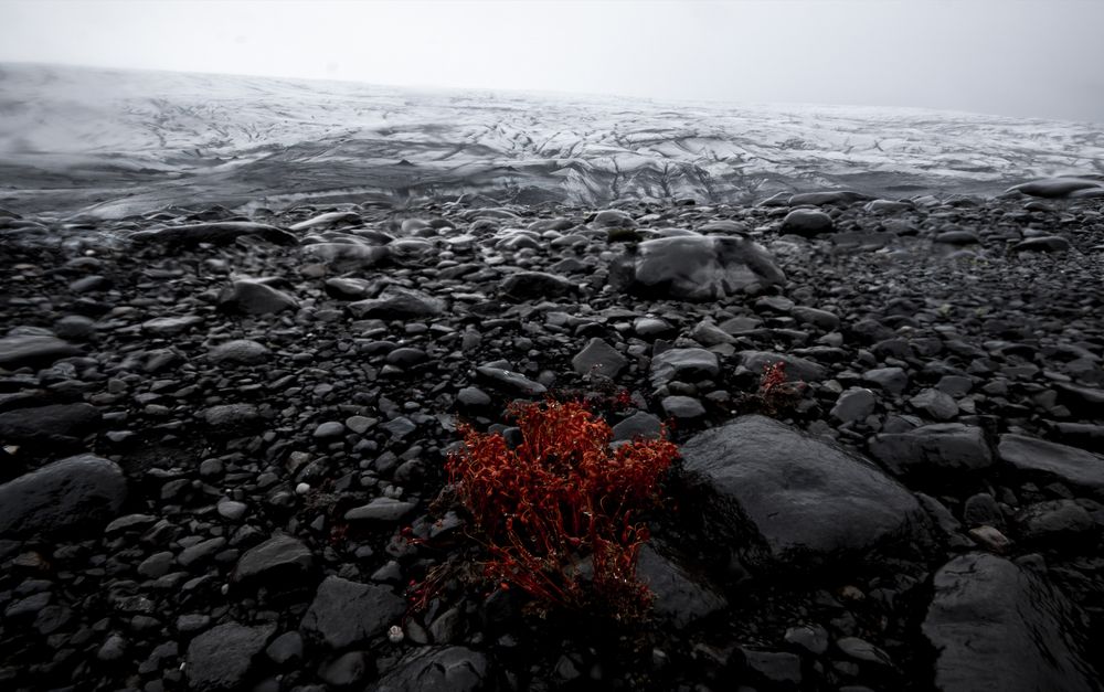 Fláajökull