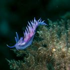 Flabellina