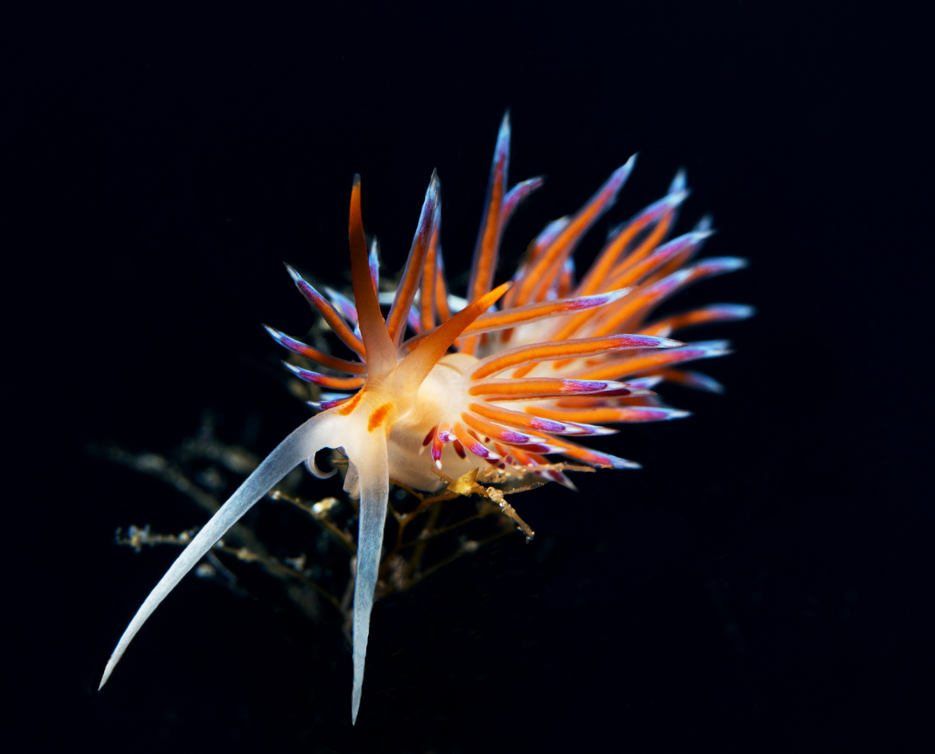 Flabellina-2 Ustica im Mittelmeer