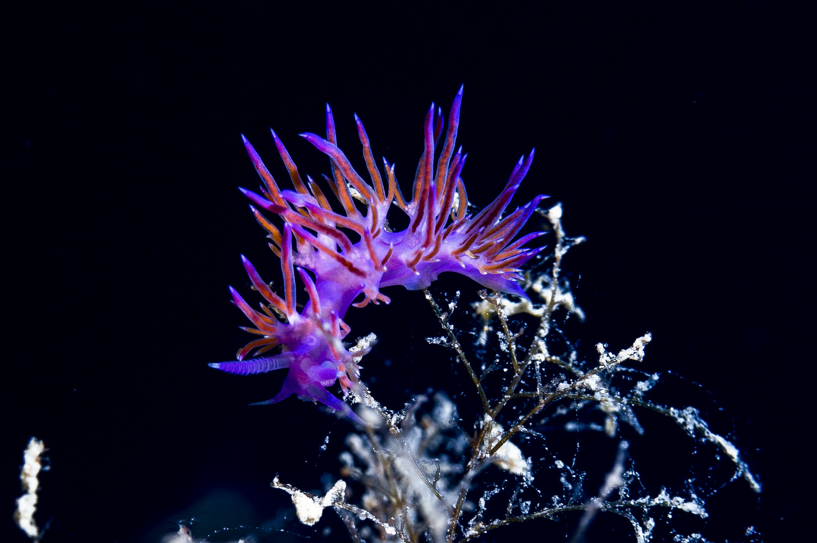 Flabellina Foto & Bild makro, sea, natur Bilder auf