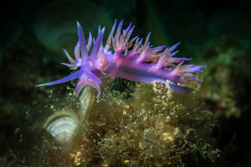 Flabellina