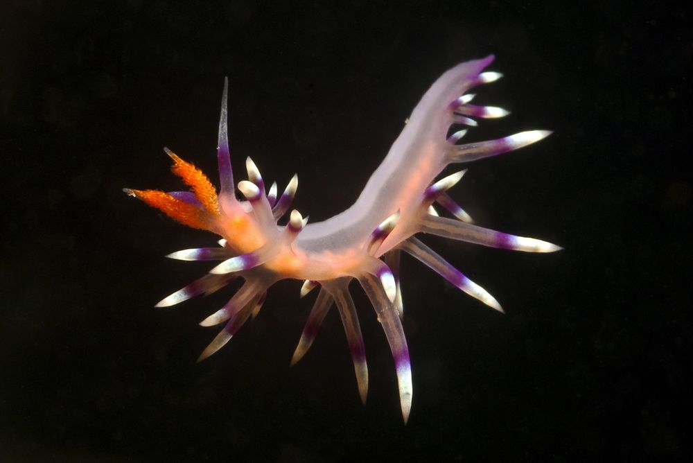 Flabellina