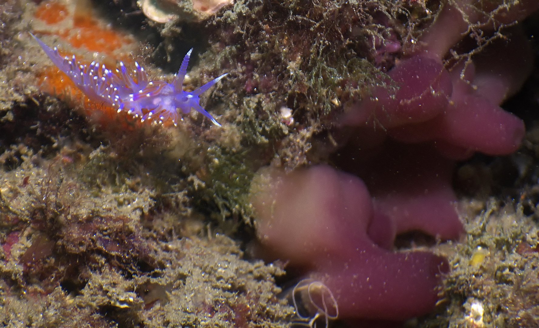 Flabellina