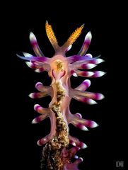 Flabellina