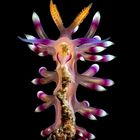 Flabellina