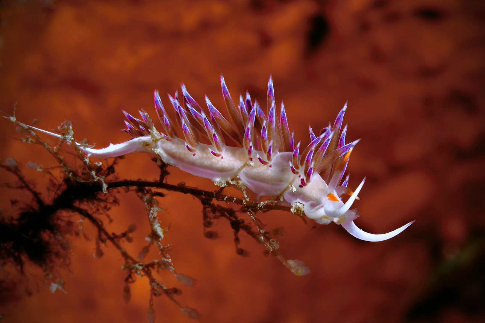 Flabellina