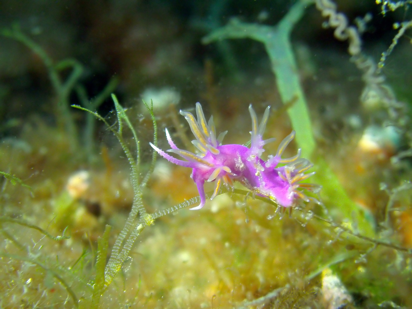 Flabellina affinis