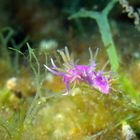 Flabellina affinis