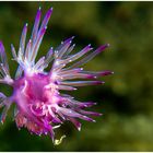 Flabellina affinis