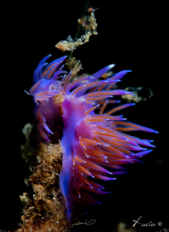 Flabellina afinis