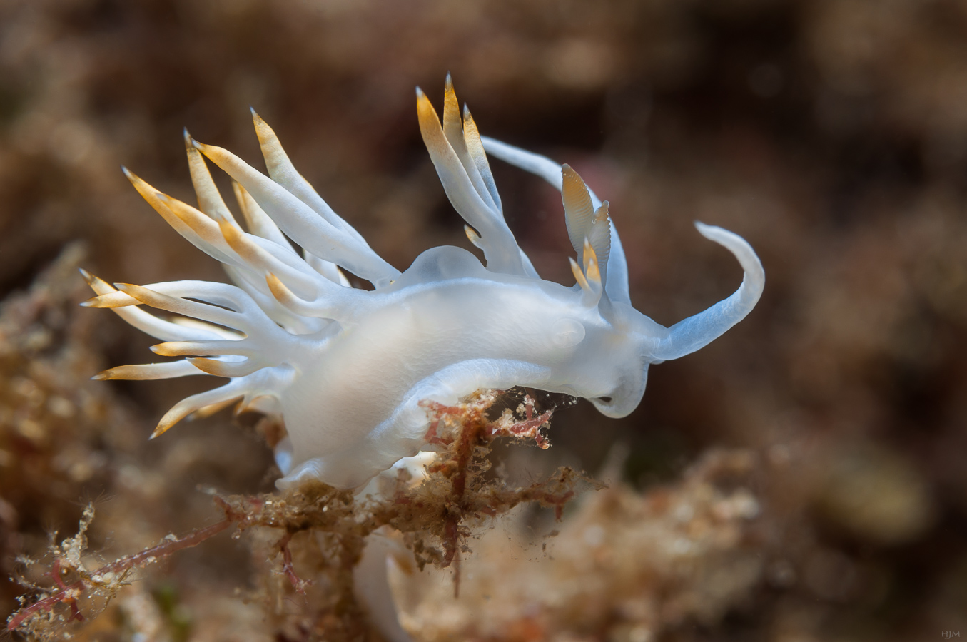 Flabellina babai