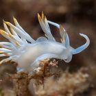 Flabellina babai