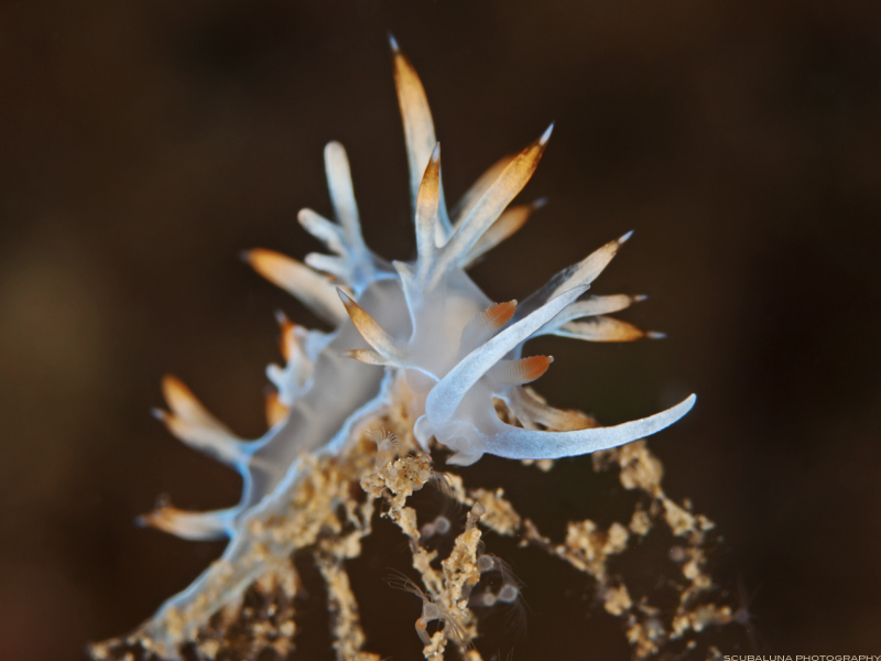 flabellina babai on sea firs