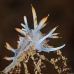 flabellina babai on sea firs