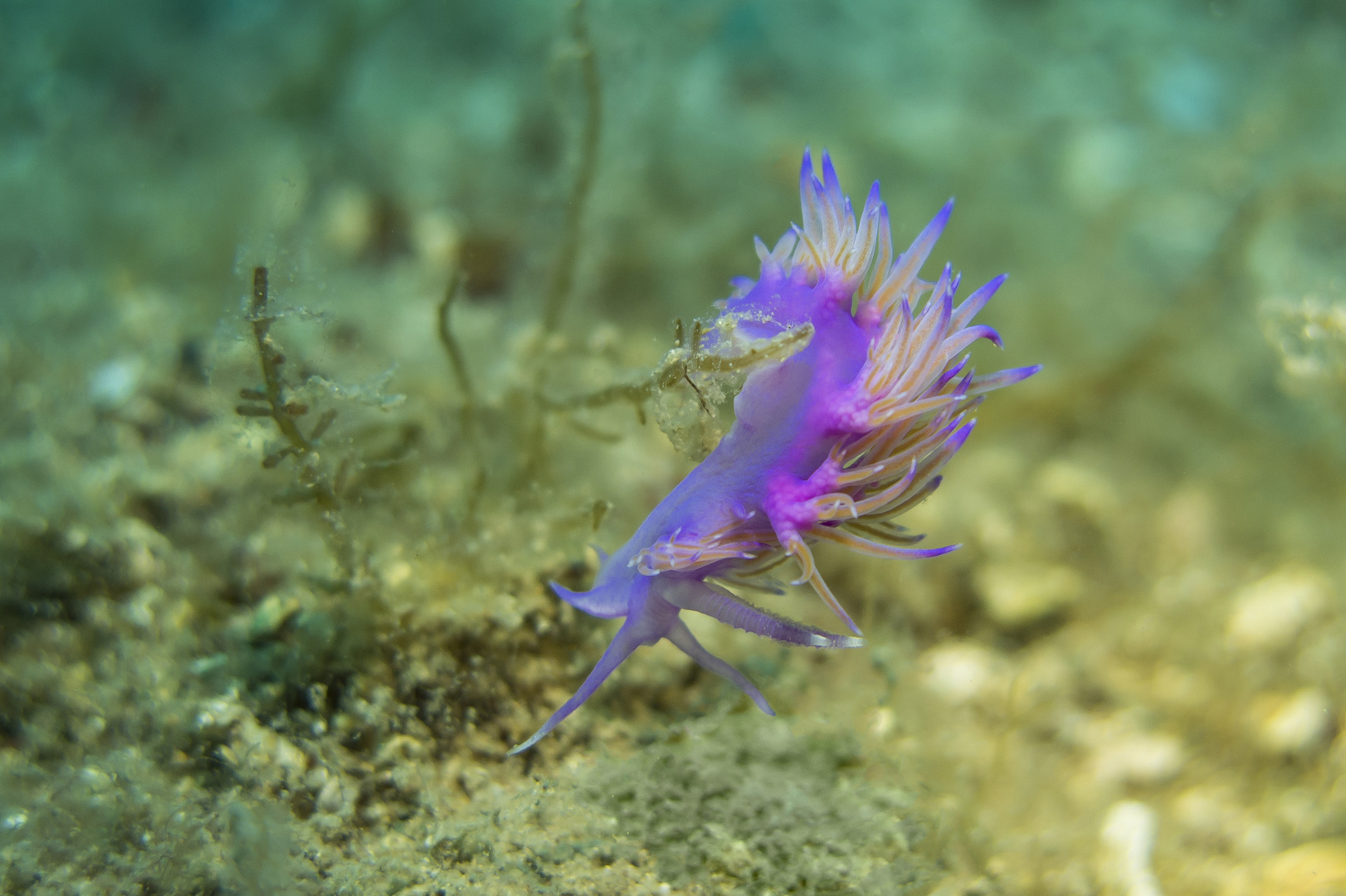 Flabellina