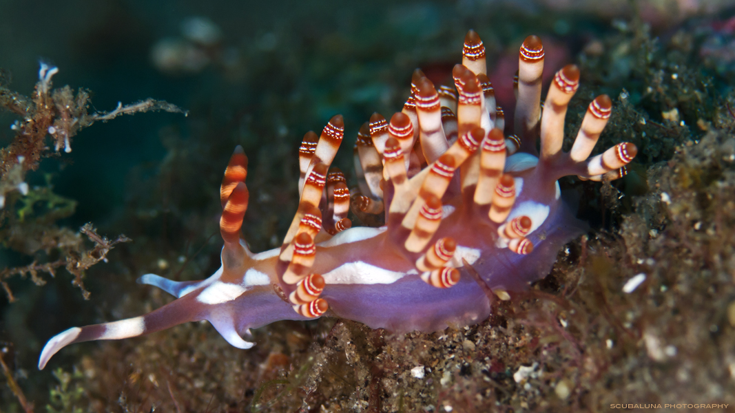 Flabellina bilas