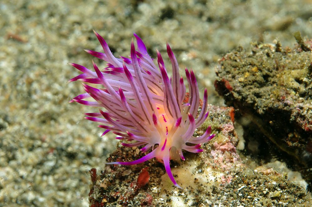 Flabellina