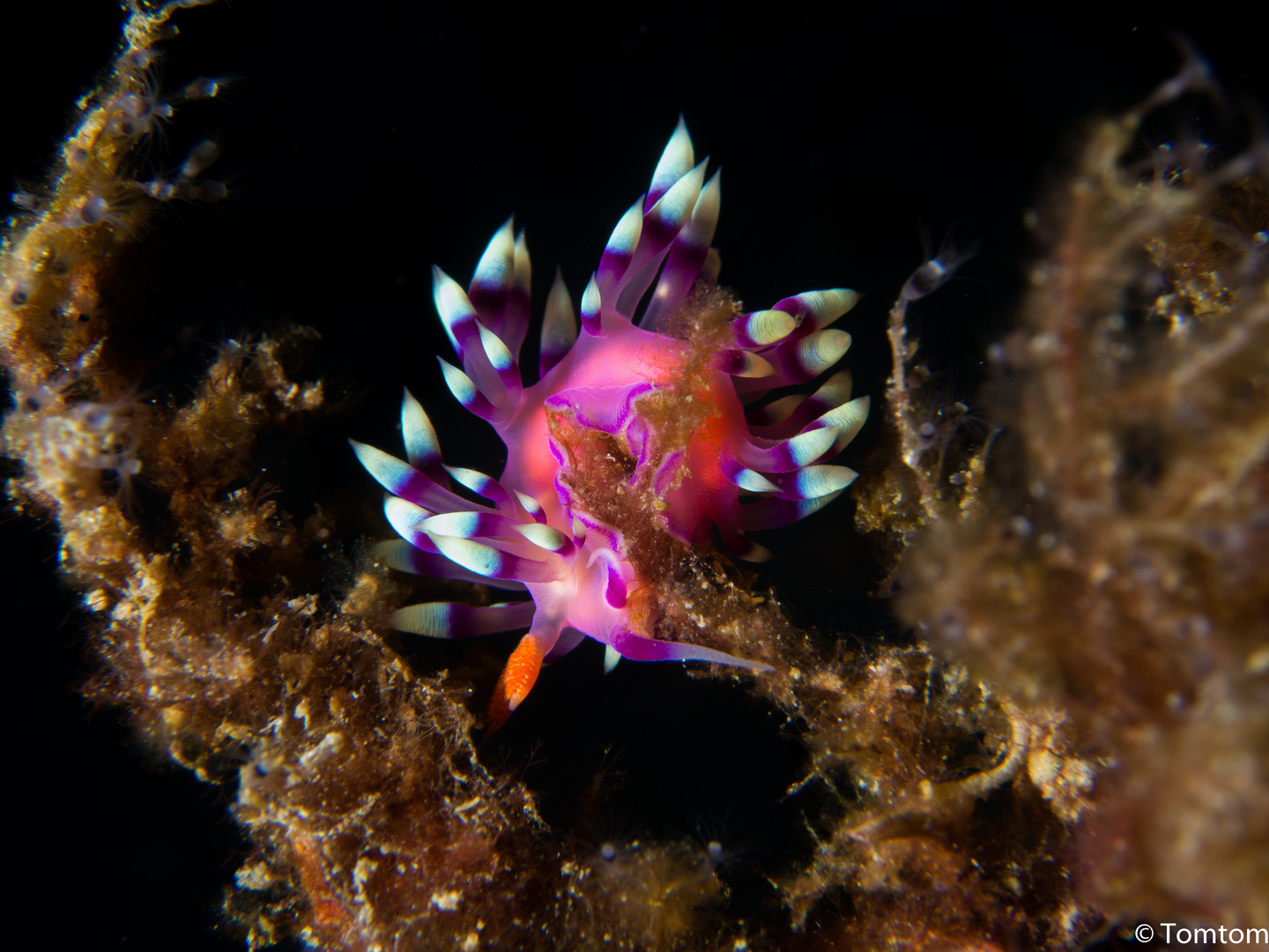 flabellina exoptata