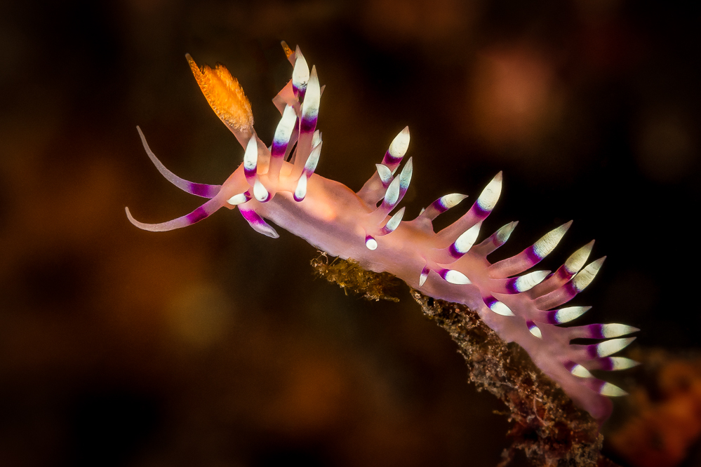 Flabellina exoptata