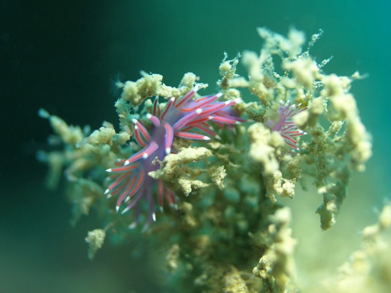 Flabellina - Fadenschnecke