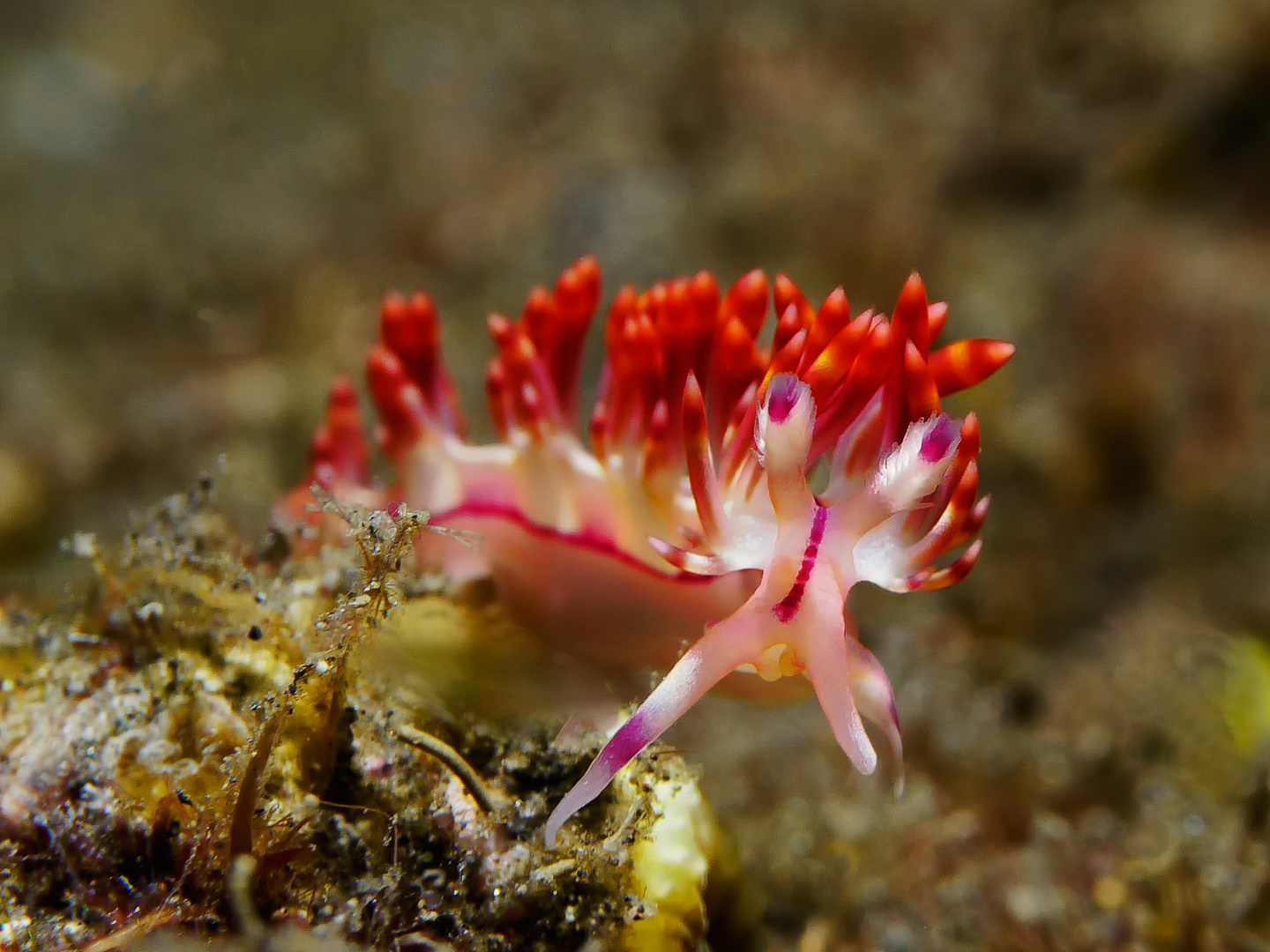 Flabellina II