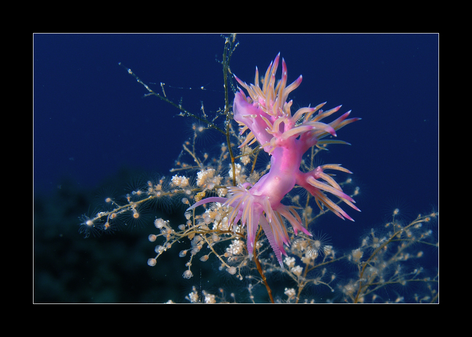 Flabellina in Pink