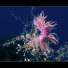 Flabellina in Pink