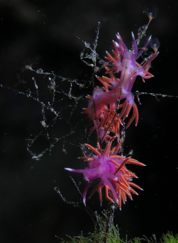 Flabellina ischitana