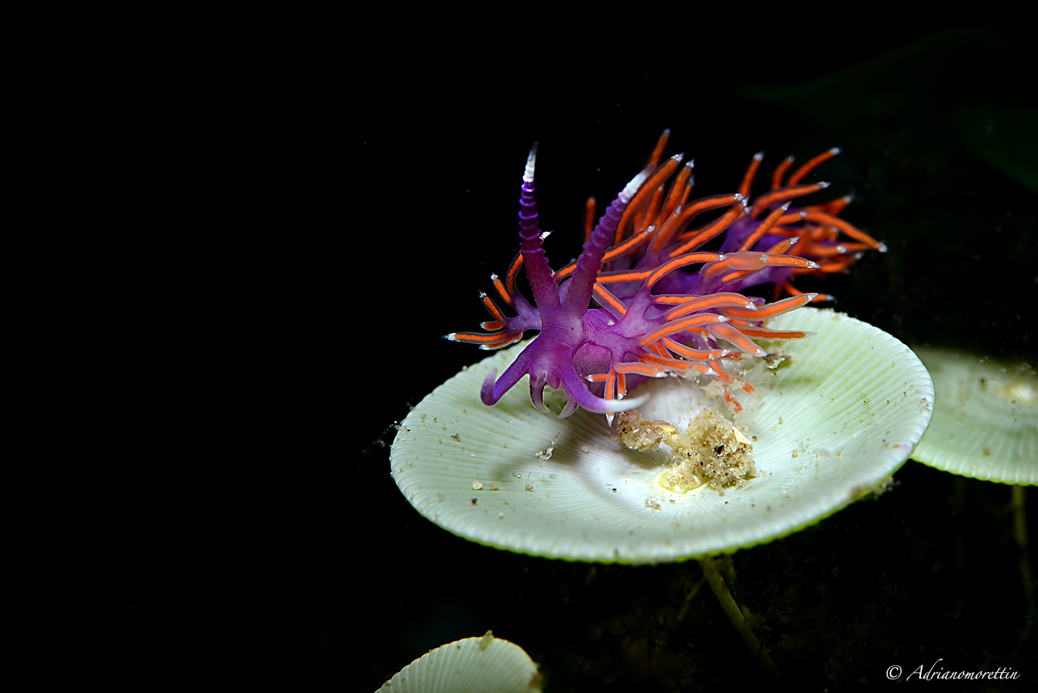 flabellina ischitana su acetabularia