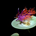 flabellina ischitana su acetabularia