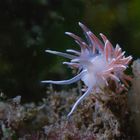 Flabellina Lineata