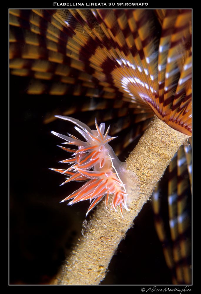 Flabellina lineata su spirografo.