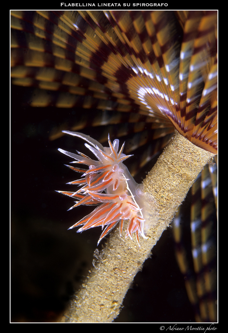 Flabellina lineata su spirografo.