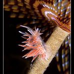 Flabellina lineata su spirografo.