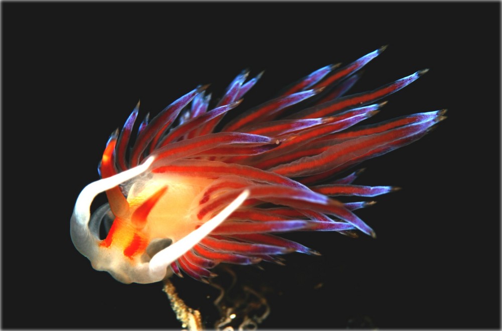 Flabellina nudibranch