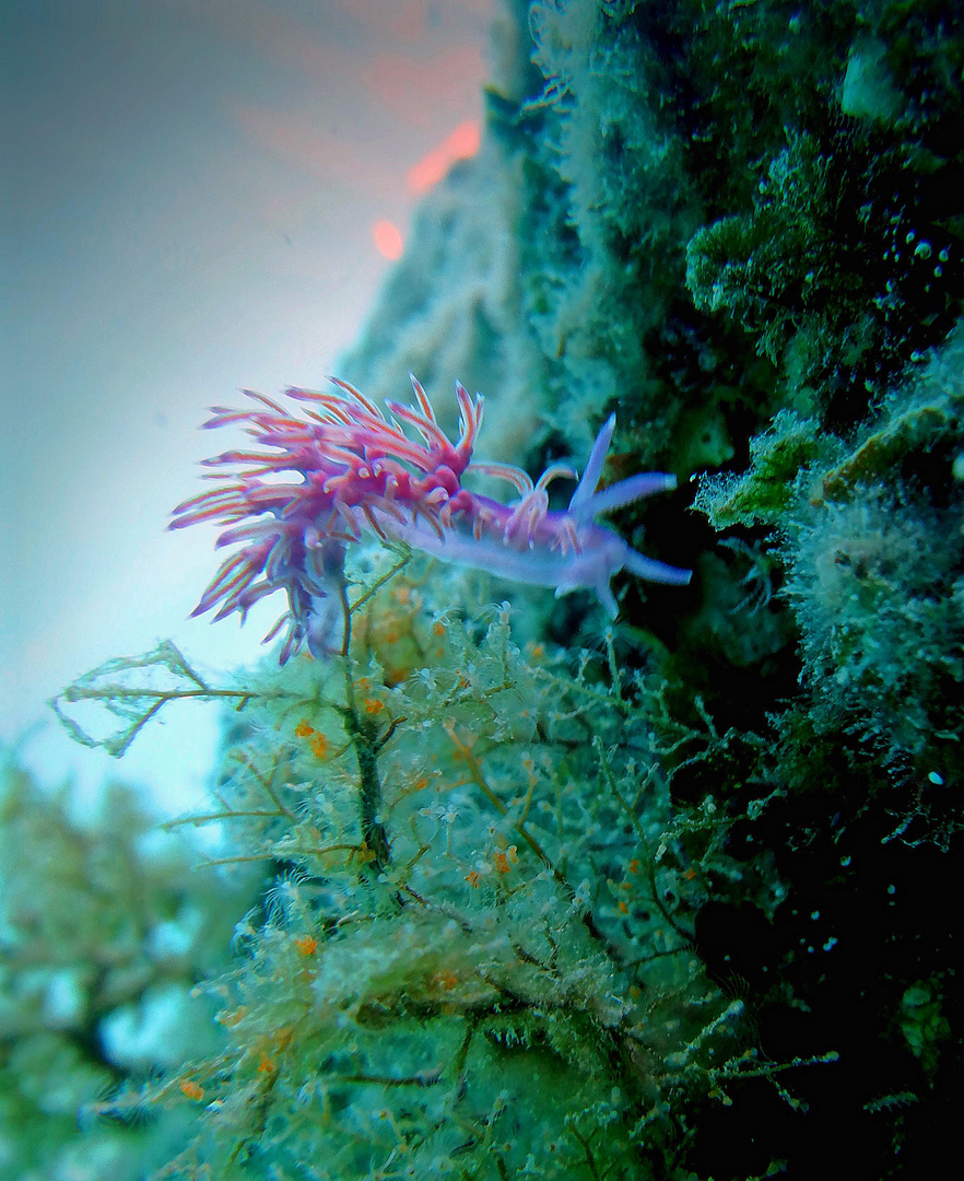 Flabellina rosa (Flabellina affinis) su idrozoi di cui esclusivamente si nutre (2)