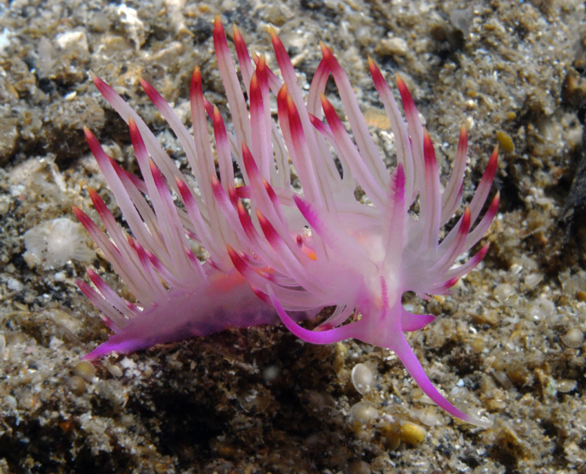 Flabellina rubrolineata