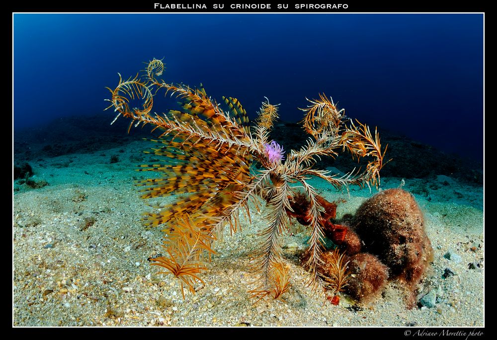 Flabellina su crinoide su spirografo